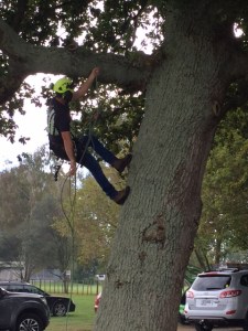 Scaling the tree, no poppies yet