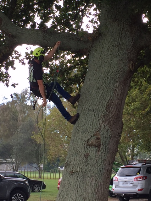 Scaling the tree, no poppies yet