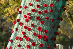 Anzac Poppies