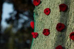 Hand Made ANZAC Poppies adorning a tree in Jack Foster Reserve