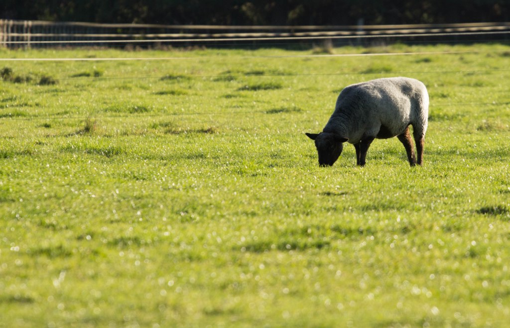 Sheep munching grass
