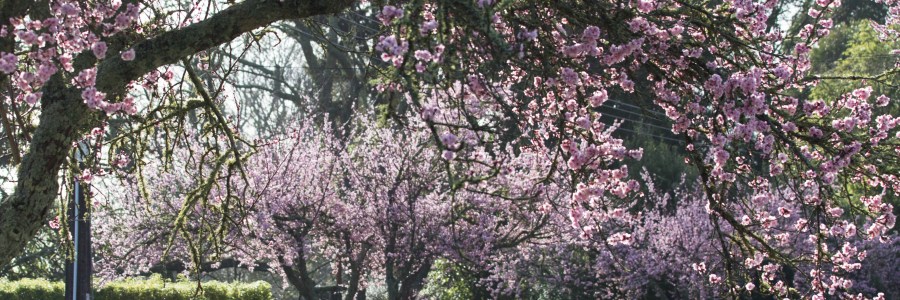 Closer detail of Blossom