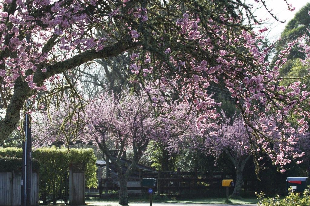 Closer detail of Blossom