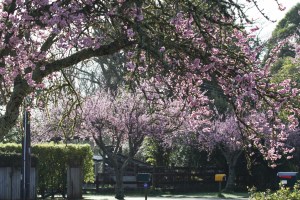 Closer detail of Blossom