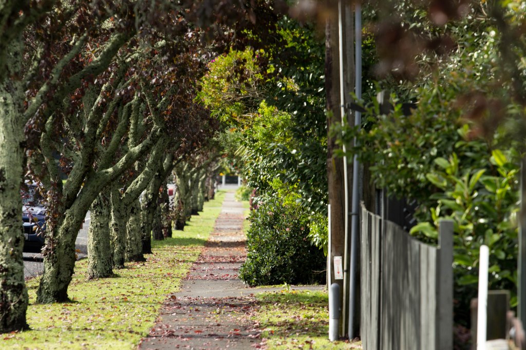 Autumn trees along Matangi Road