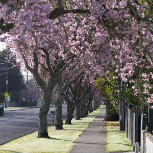 Spring Blossom on cherry tress along Matangi Road in village