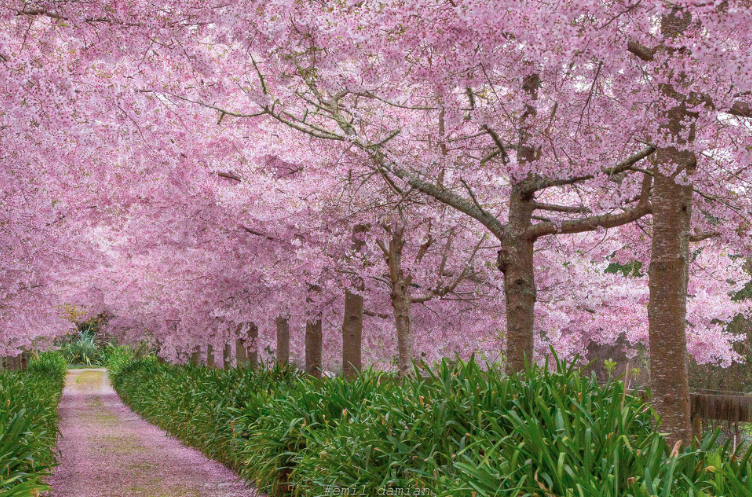 Screen Shot 2018-09-14 at 8.24.45 AM