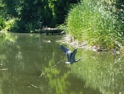 Sculpture Park Heron