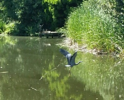Sculpture Park Heron